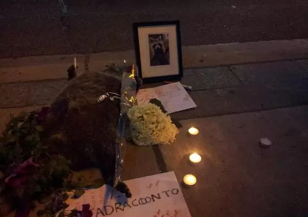 Raccoon.jpg?ixlib=rails 2.1