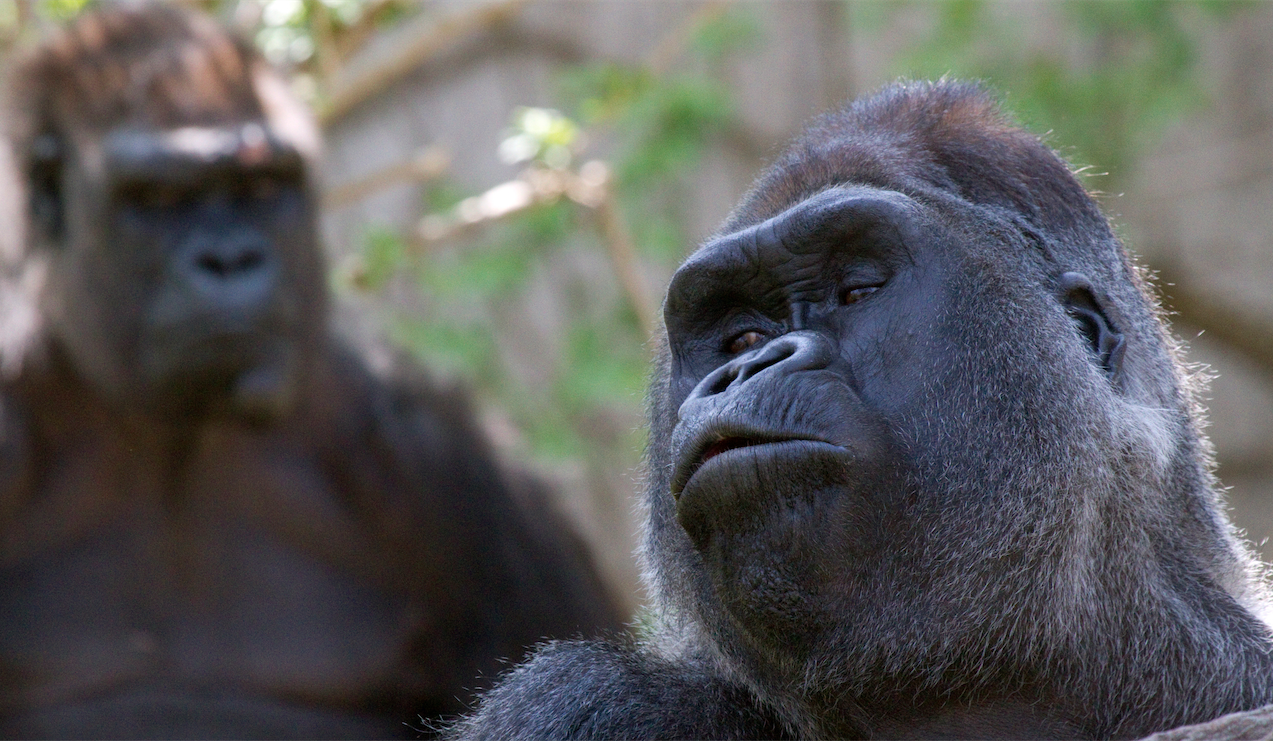 Screen shot 2016 06 01 at 10.18.08 am.png?ixlib=rails 2.1