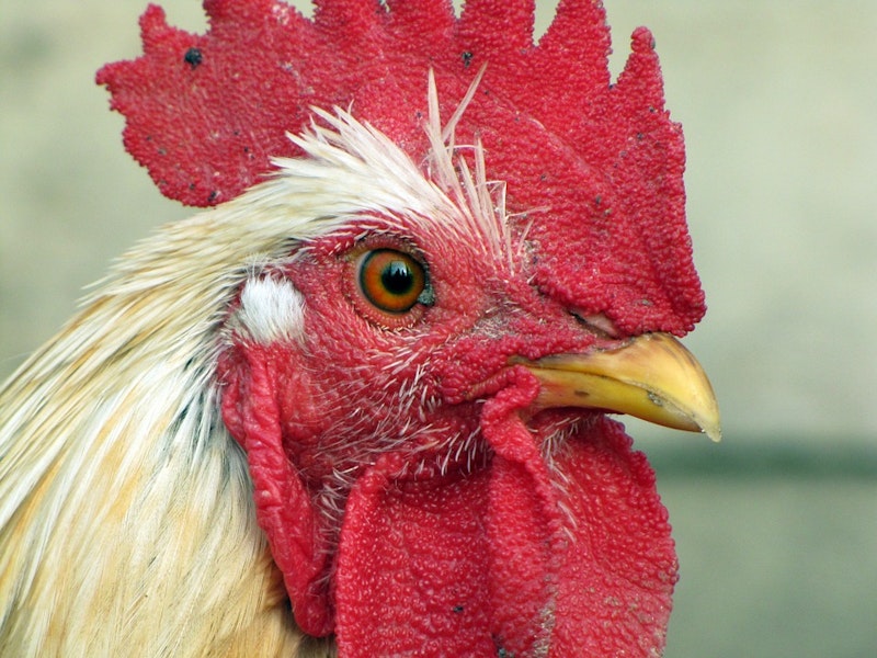 Hen 213435 960 720  1 .jpg?ixlib=rails 2.1