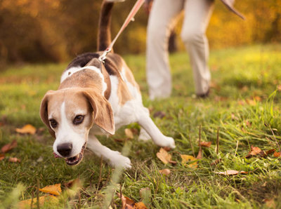 Rsz url httppct3apct2fpct2fs3amazonawscompct2fassetsprodvetstreetcompct2f61pct2f26pct2f646342f346d1b1f8a0af3bd89581pct2fdog pulling on leash thinkstockphotos 460481877 590sm11415.jpg?ixlib=rails 2.1