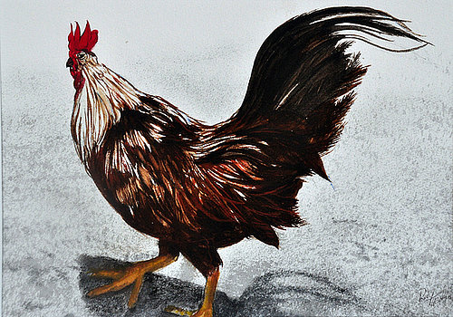 Rooster from aruba rudy martin.jpg?ixlib=rails 2.1