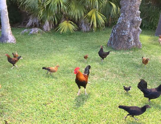 Screen shot 2016 08 02 at 10.24.27 am.png?ixlib=rails 2.1