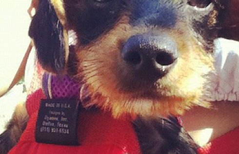 Screen shot 2016 08 23 at 12.05.56 pm.png?ixlib=rails 2.1