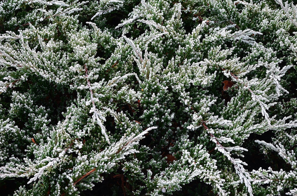 We Want a Shrubbery!