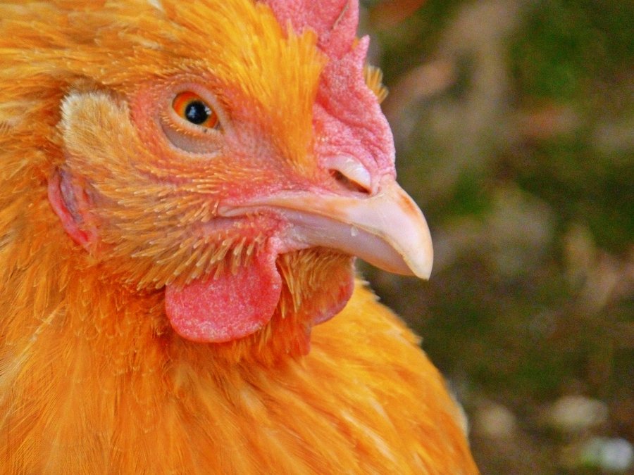 Angry rooster by screechingskylark d5mywv7.jpg?ixlib=rails 2.1