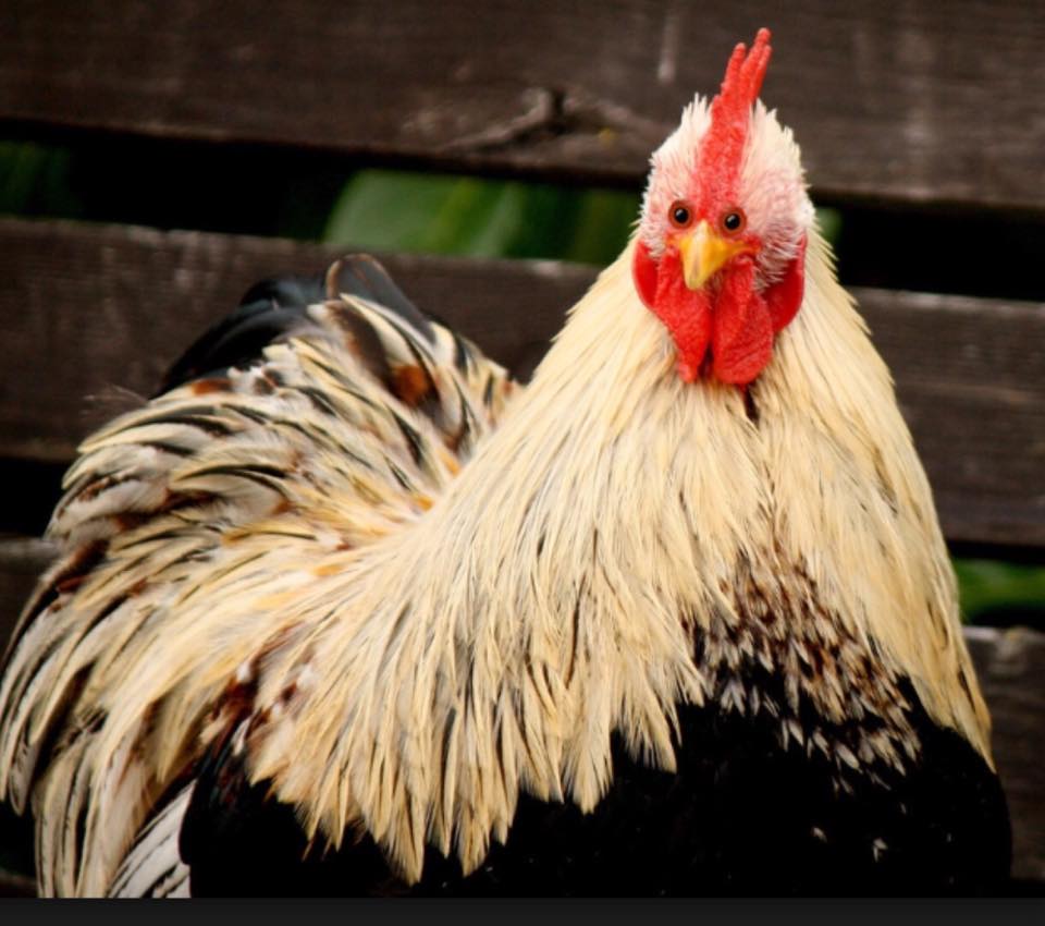 14344887 10153989841069389 3607206856198471993 n.jpg?ixlib=rails 2.1