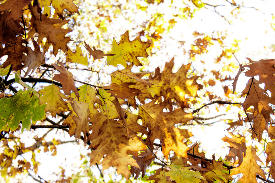 Fall.jpg?ixlib=rails 2.1