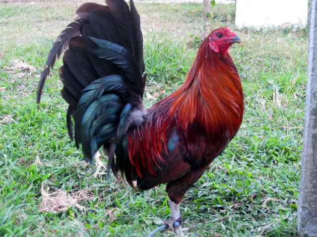 Redquillcock.jpg?ixlib=rails 2.1