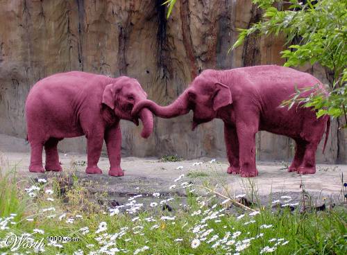 1pink elephants.jpg?ixlib=rails 2.1