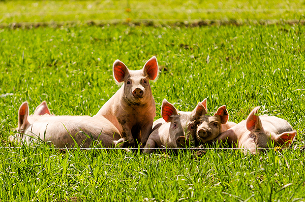 Pigs flickr nicholaserwin web.jpg?ixlib=rails 2.1