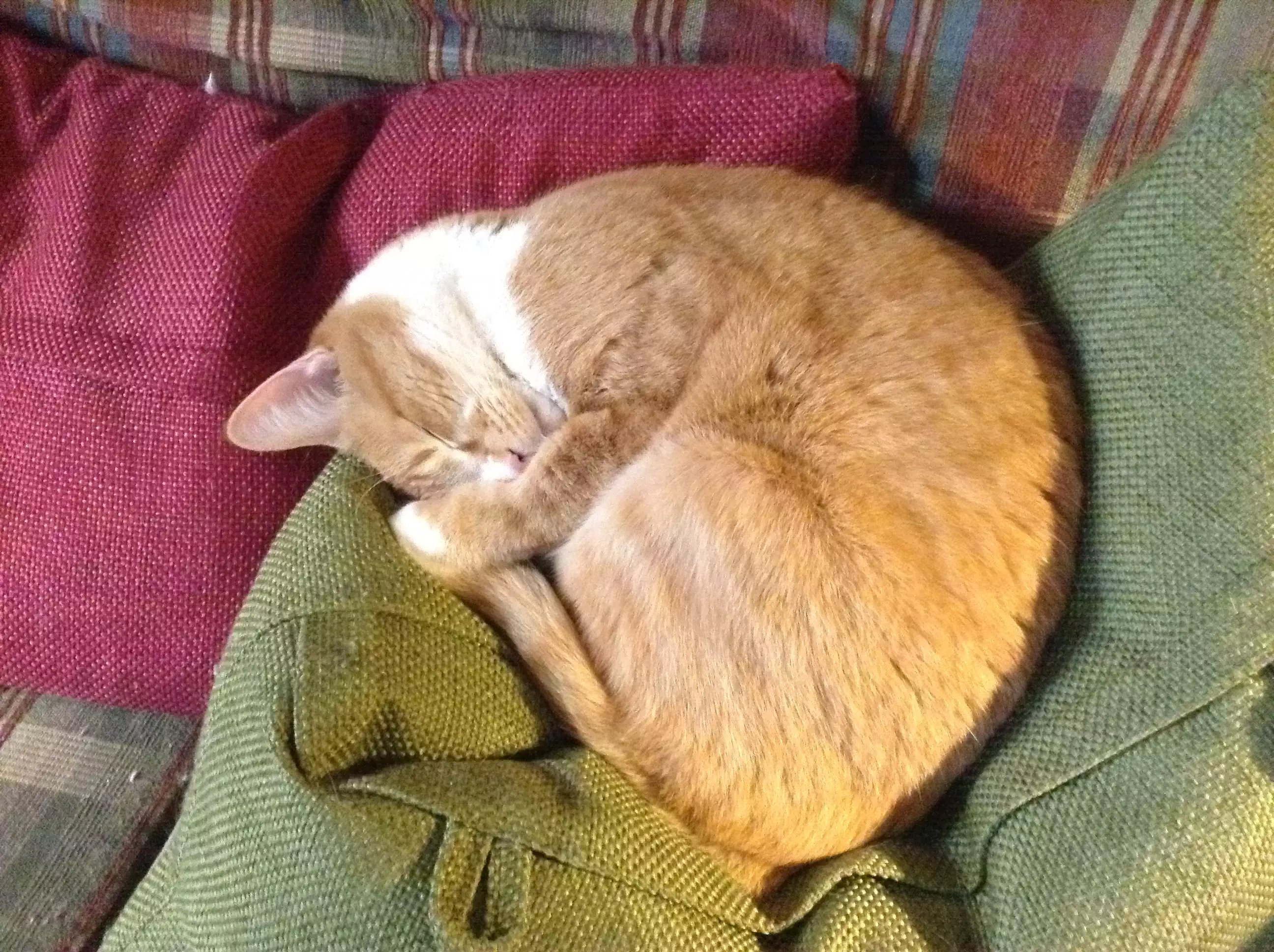 Img 7021.jpg?ixlib=rails 2.1