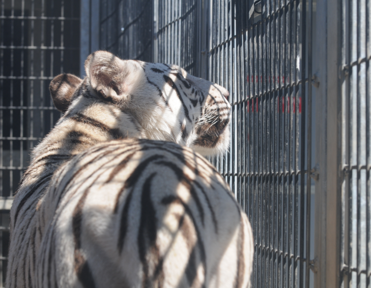 Screen shot 2017 04 20 at 9.28.51 am.png?ixlib=rails 2.1