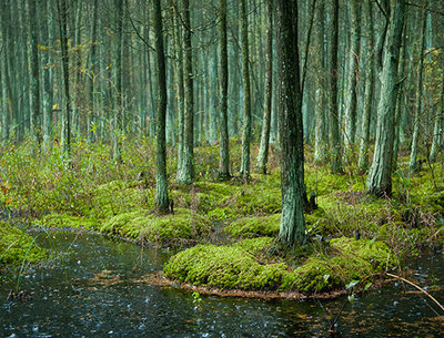 Rsz batona trail 3.jpg?ixlib=rails 2.1