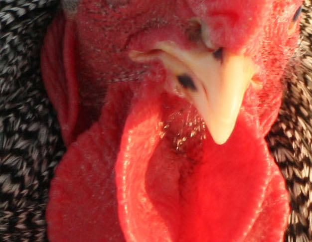 Hackle crop rq.jpg?ixlib=rails 2.1