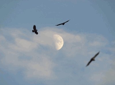 Rsz hawksandmoon 778312.jpg?ixlib=rails 2.1