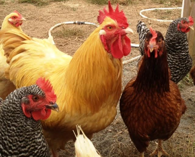 Screen shot 2017 09 01 at 10.22.26 am.png?ixlib=rails 2.1