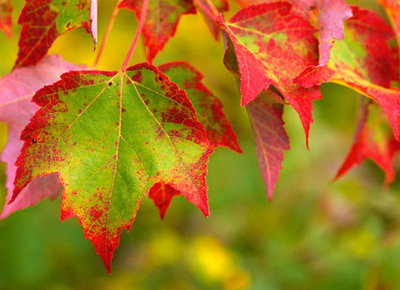 Rsz mapleleavesturning.jpg?ixlib=rails 2.1