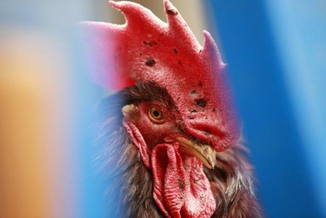 W460.jpg?ixlib=rails 2.1