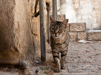Rsz alley catpct2c jerusalem.jpg?ixlib=rails 2.1