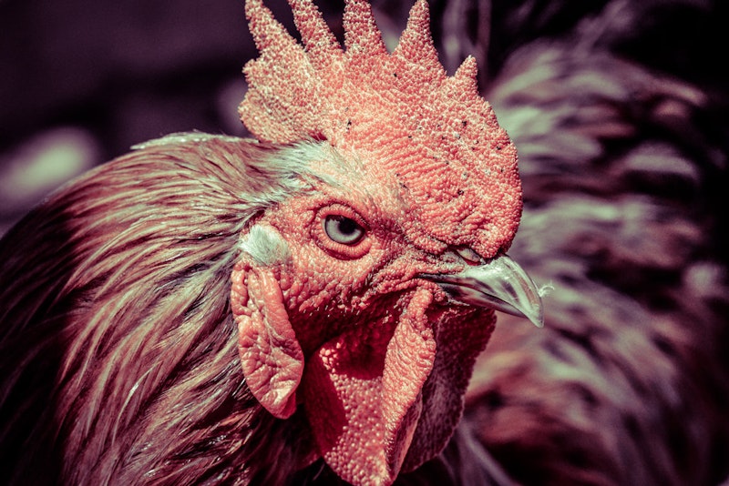 Angry rooster by pjohnny d64v9tg.jpg?ixlib=rails 2.1