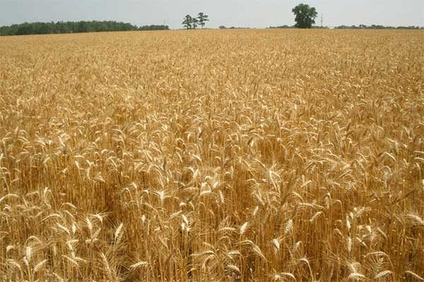 Wheat field university of georgia 600x400.jpg?ixlib=rails 2.1