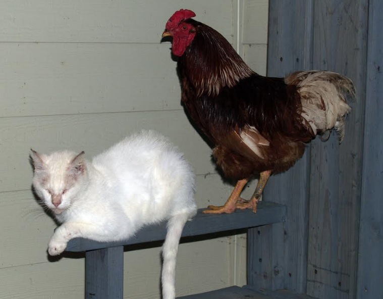 Screen shot 2017 12 22 at 10.12.17 am.png?ixlib=rails 2.1