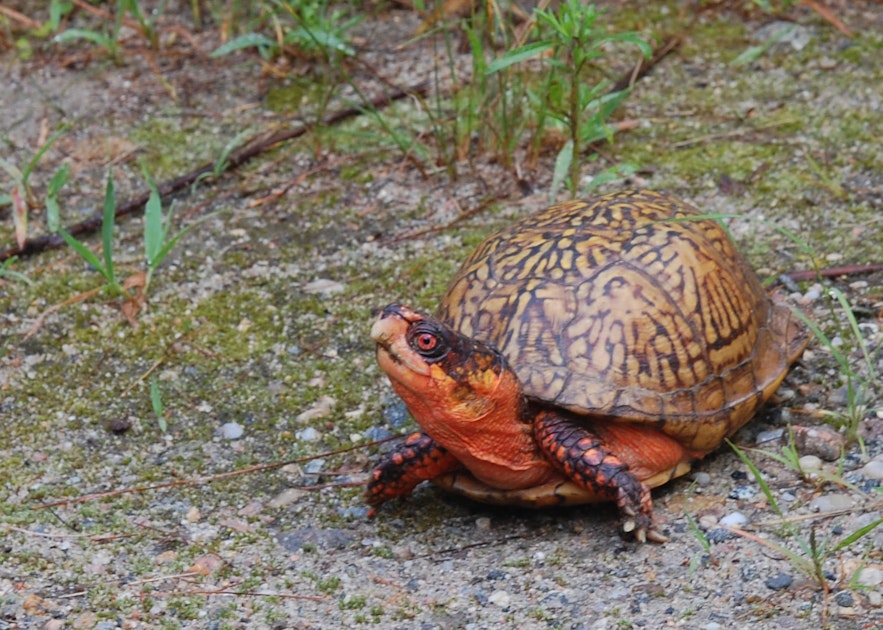 Turtles with Clinical Depression | www.splicetoday.com