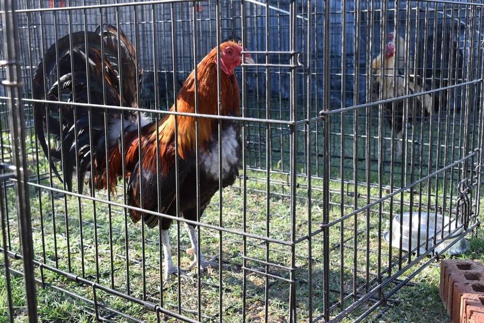 Rooster2.jpeg?ixlib=rails 2.1