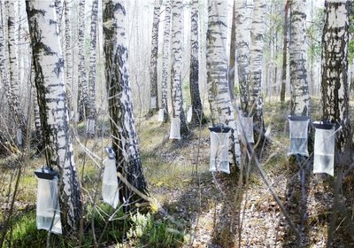 Rsz sap1.jpg?ixlib=rails 2.1