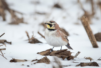 Hornedlarkmcairport2012 1 s.jpg?ixlib=rails 2.1