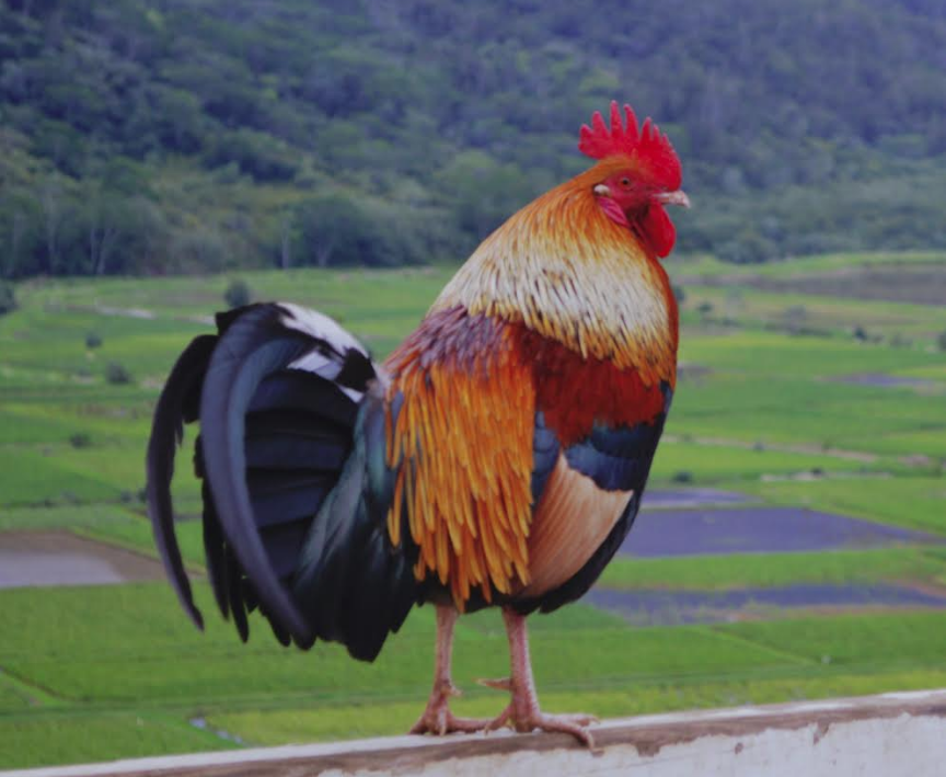 Screen shot 2018 03 02 at 10.08.57 am.png?ixlib=rails 2.1