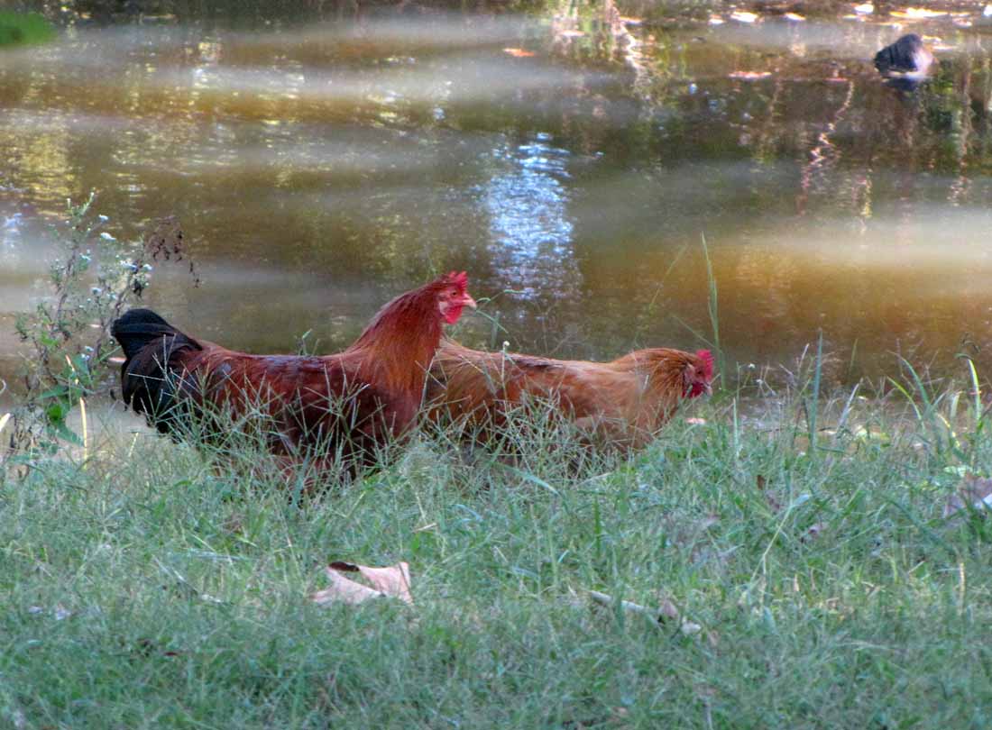 10 08 10 chickens 5837.jpg?ixlib=rails 2.1
