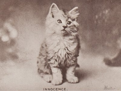 Rsz vintage cat photo 5.jpg?ixlib=rails 2.1