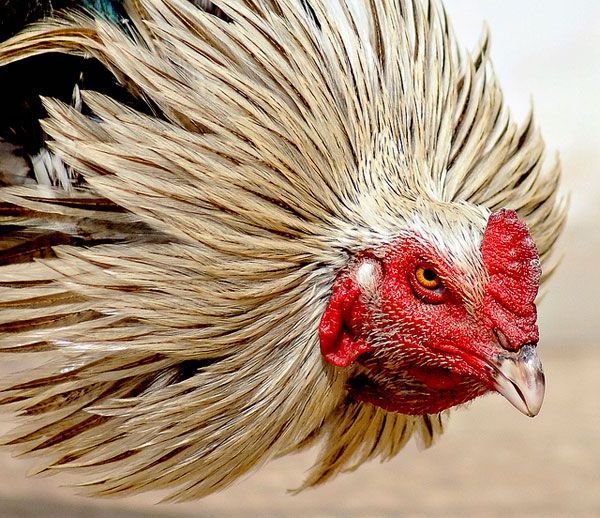 9fed4da9275012c66d3aae83cbf7cef9.jpg?ixlib=rails 2.1