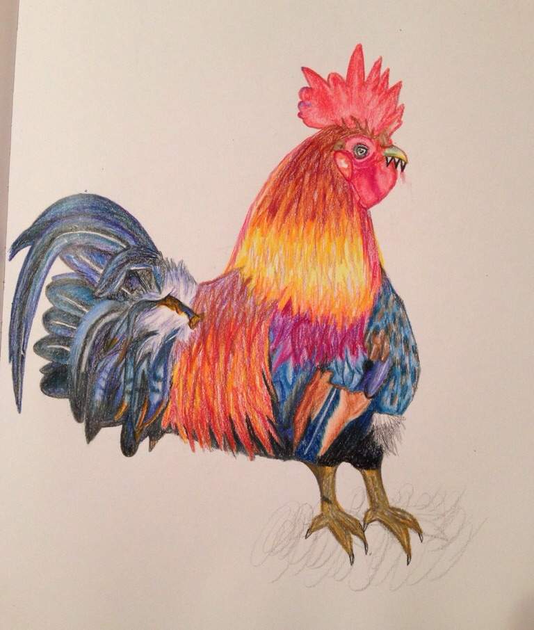 Chickens, Hens and Roosters Coloring Pages