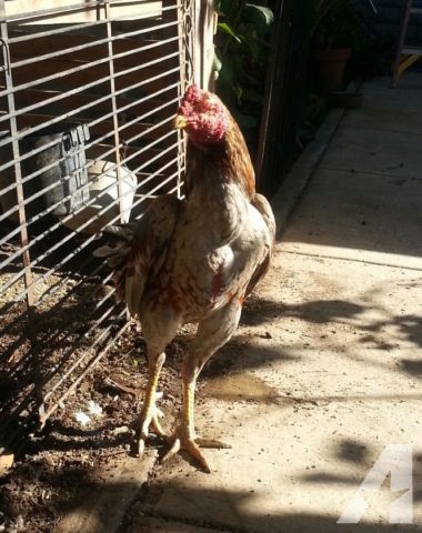 Thai rooster ga noi 10months for sale americanlisted 39146975.jpg?ixlib=rails 2.1