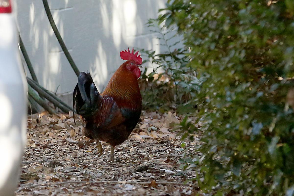 5890b224c7fec.image.jpg?ixlib=rails 2.1