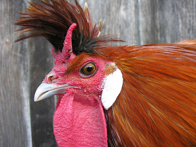 4edb60d269bedd9655000000 750 563.jpg?ixlib=rails 2.1