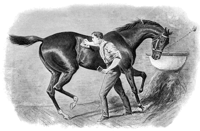 Groom horse 8185 lg.gif?ixlib=rails 2.1