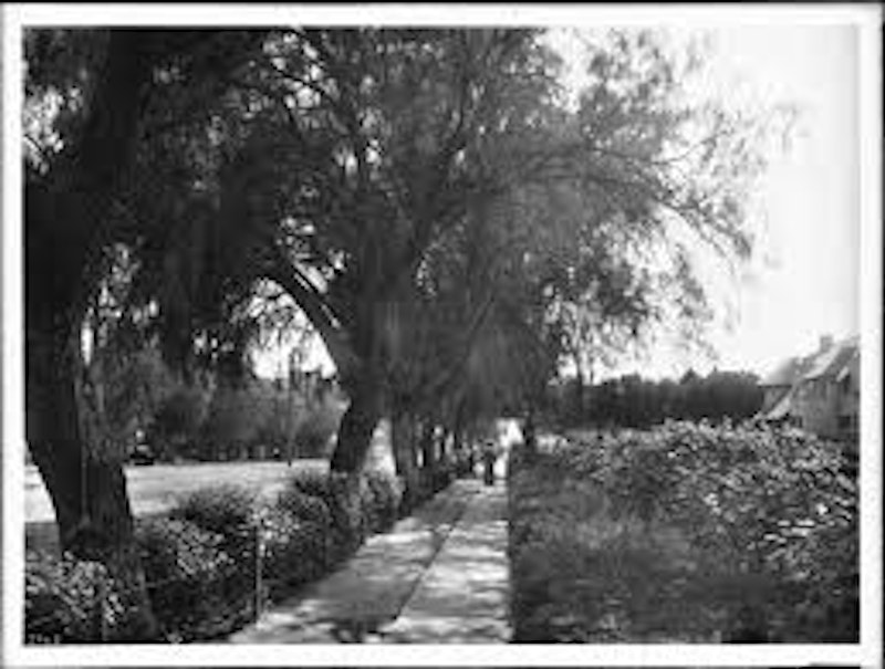 Trees old oliver.jpeg?ixlib=rails 2.1