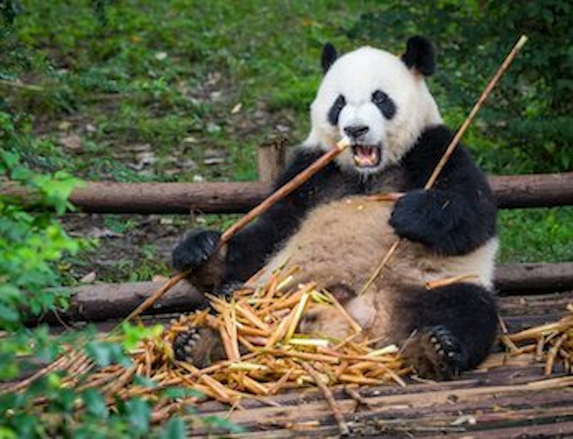 Pandas, Bro | www.splicetoday.com
