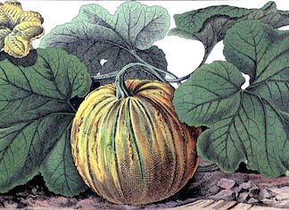 Pumpkin botanical vintage graphicsfairysm2.jpg?ixlib=rails 2.1