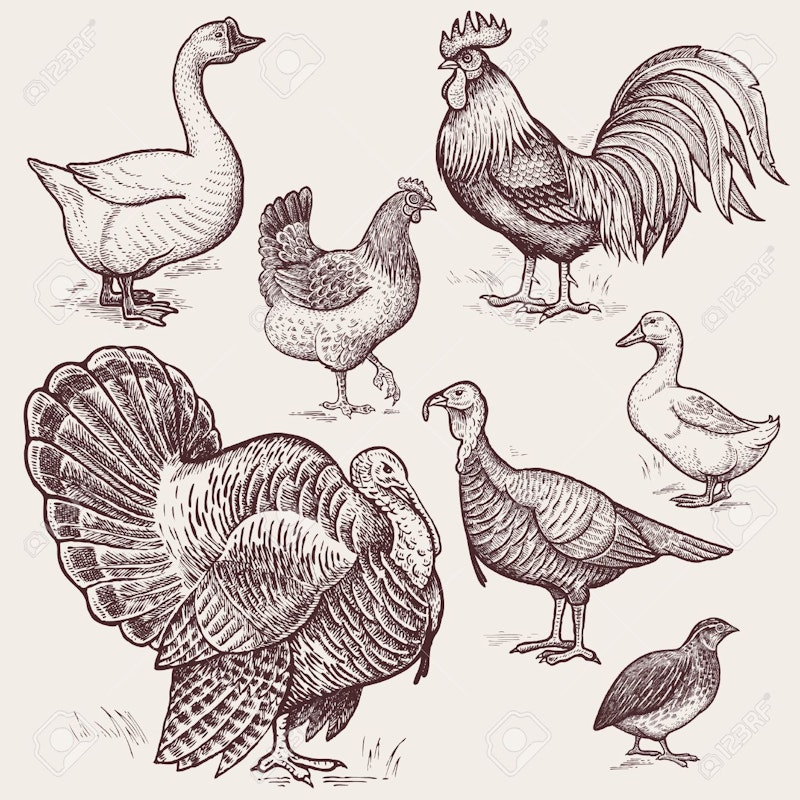 59412984 vector illustration set poultry goose rooster chicken turkey duck quail a series of farm animals gra.jpg?ixlib=rails 2.1