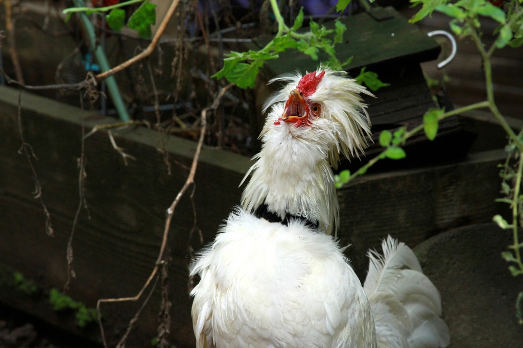 Mr rooster in trouble.jpe2 1 1024x682.jpg?ixlib=rails 2.1