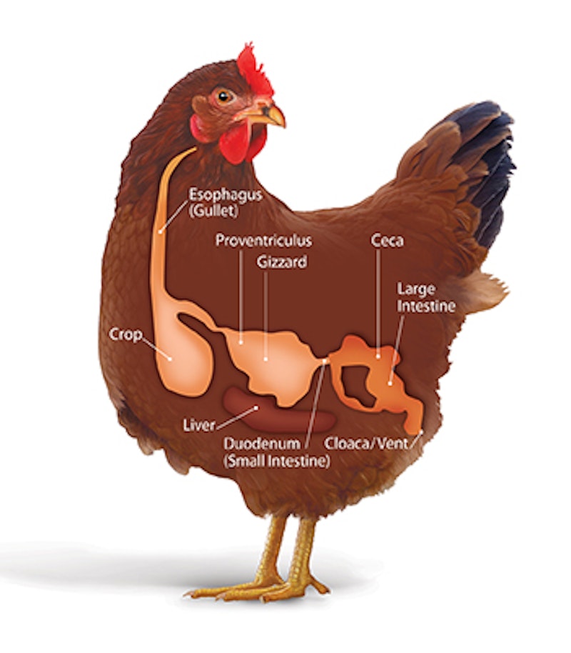 Chicken digestive system final.jpg?ixlib=rails 2.1