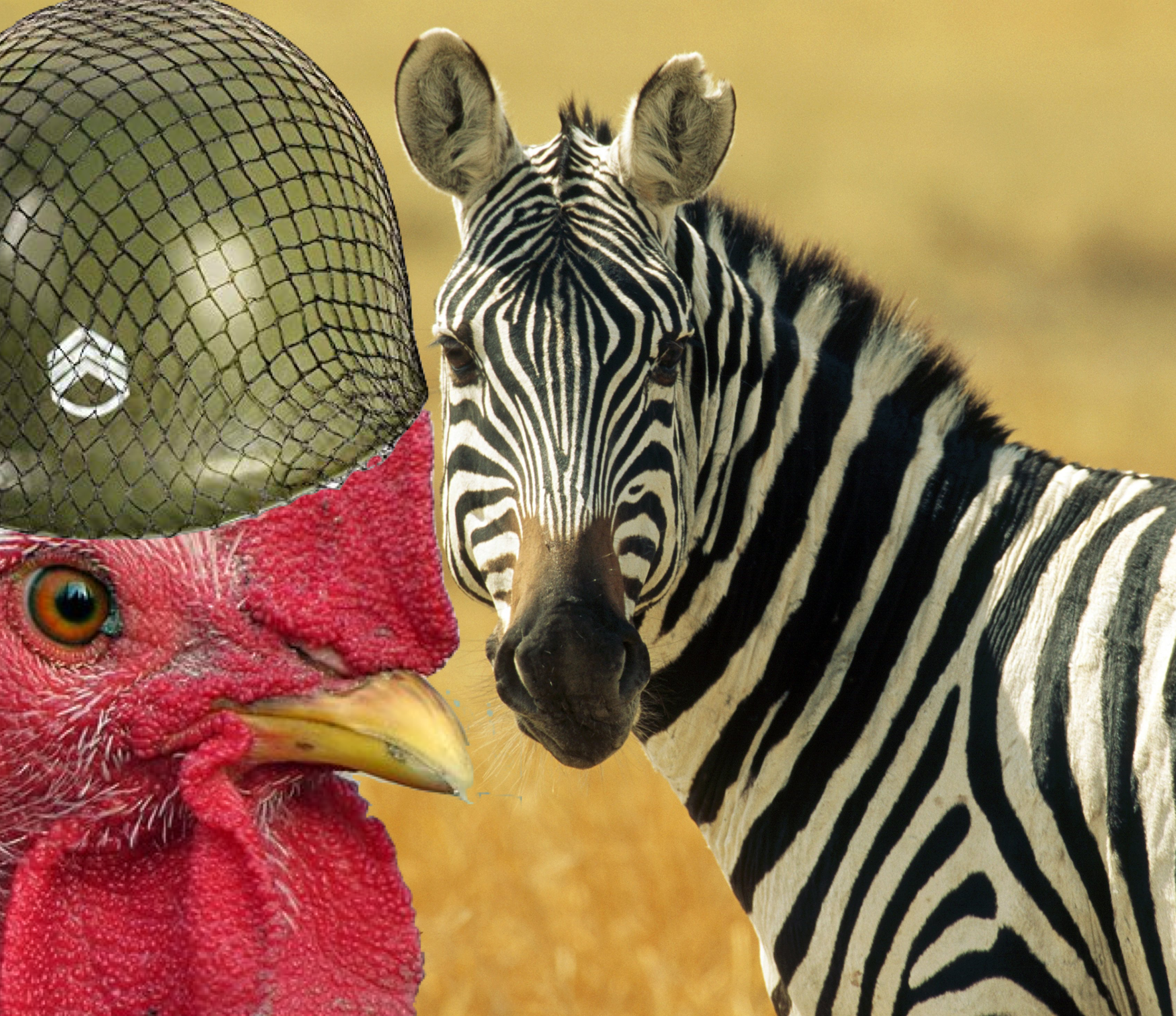 Monica zebra.jpg?ixlib=rails 2.1