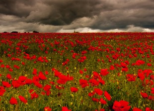 Poppies.jpg?ixlib=rails 2.1