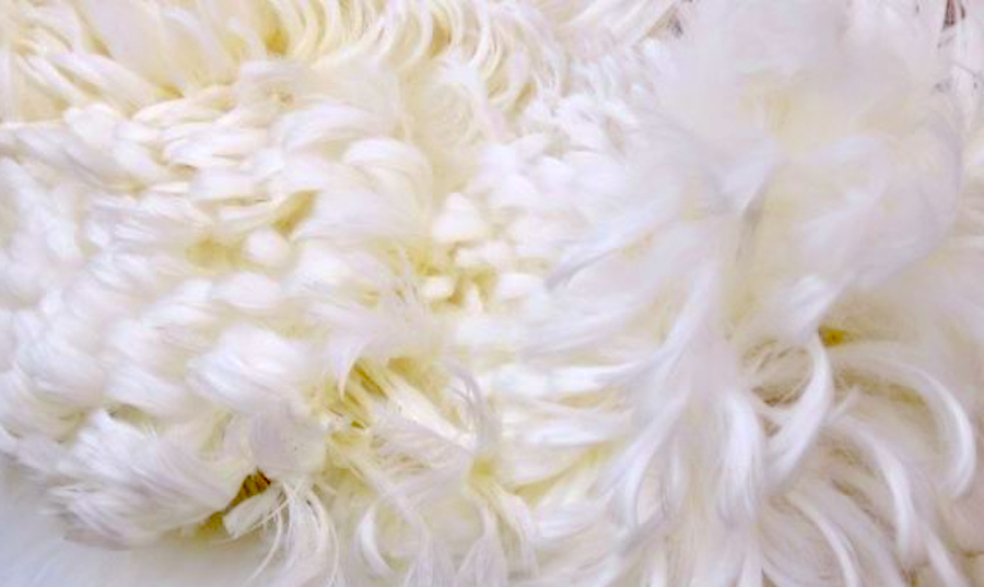 Mq feathers.jpg?ixlib=rails 2.1