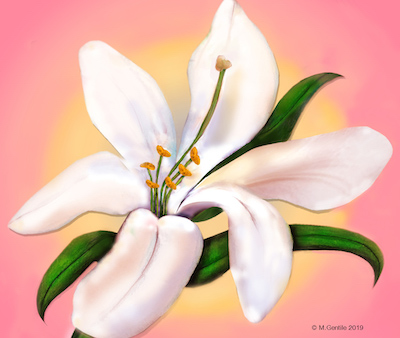 Whitelily.jpg?ixlib=rails 2.1