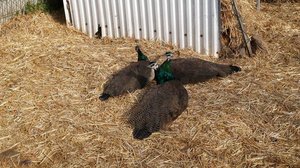 Wp 1461487109920.jpeg?ixlib=rails 2.1